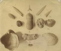 Фотография. Ископаемые окаменелости. 1890 – 1900. 12,2 х 14,2 см. Инв. № М-13535/1, арх. № 24-13-01-02