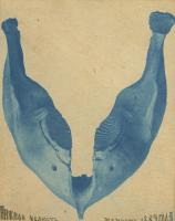 Нижняя челюсть мамонта. 1890 – 1900. 7,7 х 9,8 см. На паспарту 16,5 х 22,3 см. Инв. № М-17544, арх. № 24-13-04